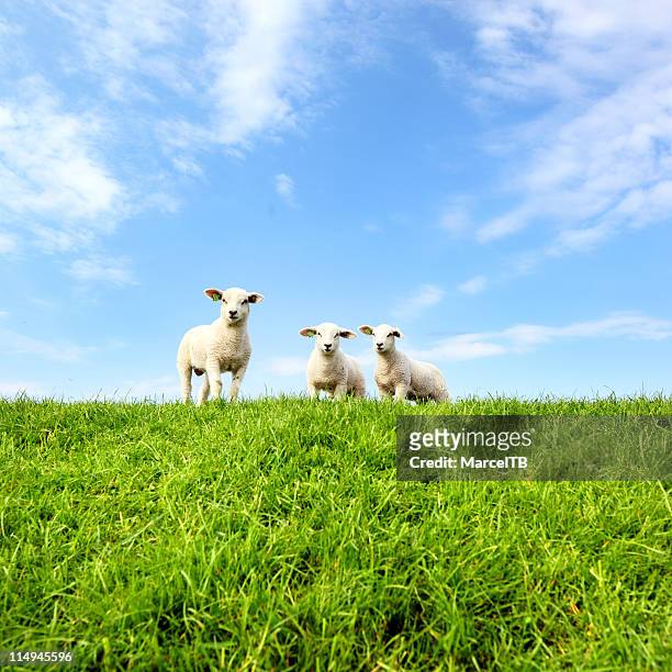 spring lambs - lamb stock pictures, royalty-free photos & images
