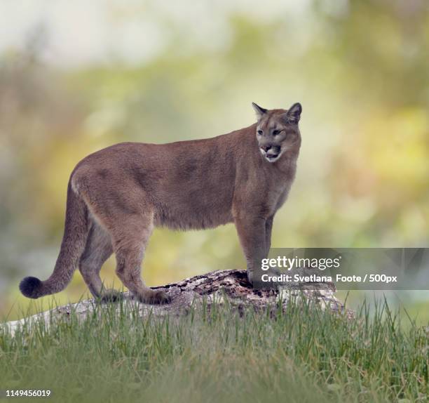 florida panther or cougar - フロリダパンサー ストックフォトと画像