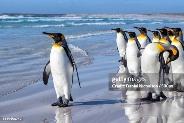 follow the leader - falkland islands stock pictures, royalty-free photos & images