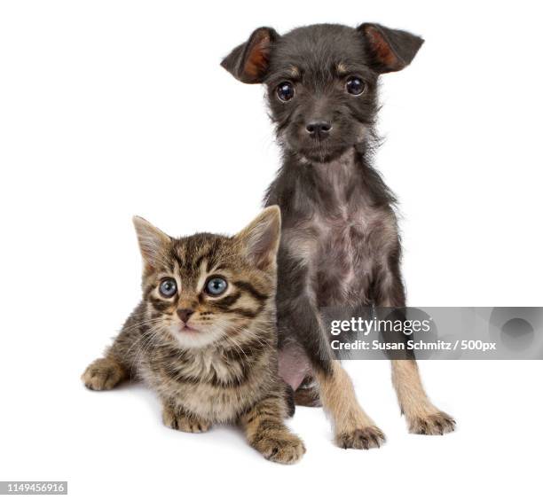 puppy and kitten sitting together - mongrel cat stock pictures, royalty-free photos & images