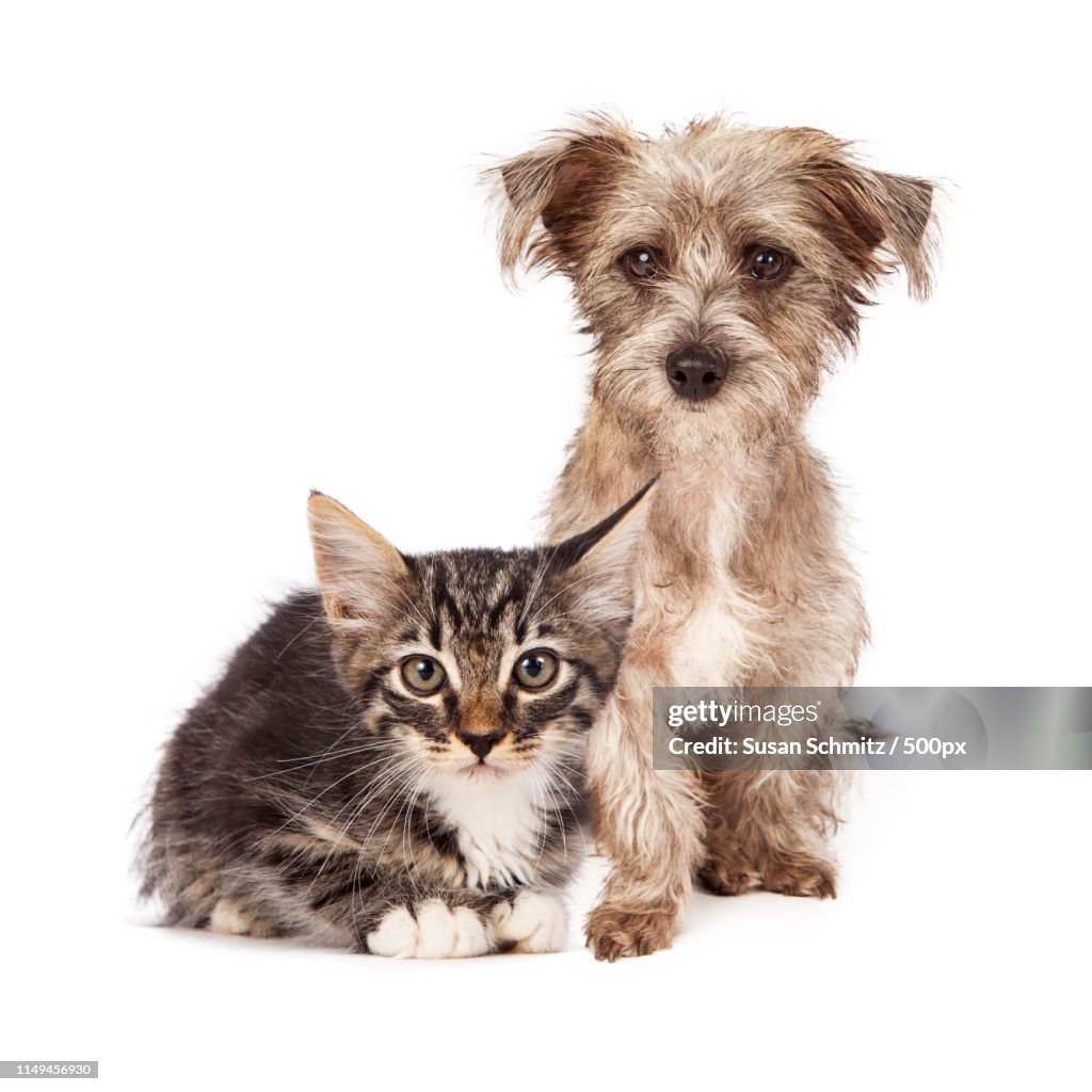 Terrier Mixed Breed Puppy And Tabby Kitten High-Res Stock Photo