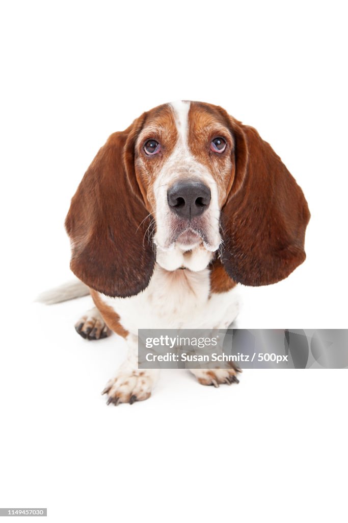 Basset Hound Dog With Sad Face