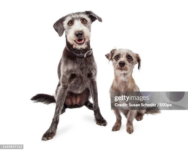 two differnt size terrier mixed breed dogs - medium sized stock pictures, royalty-free photos & images