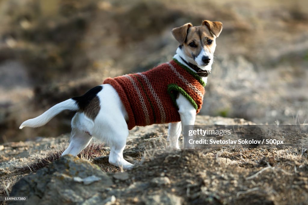 Jack Russel Terier With Small Coat