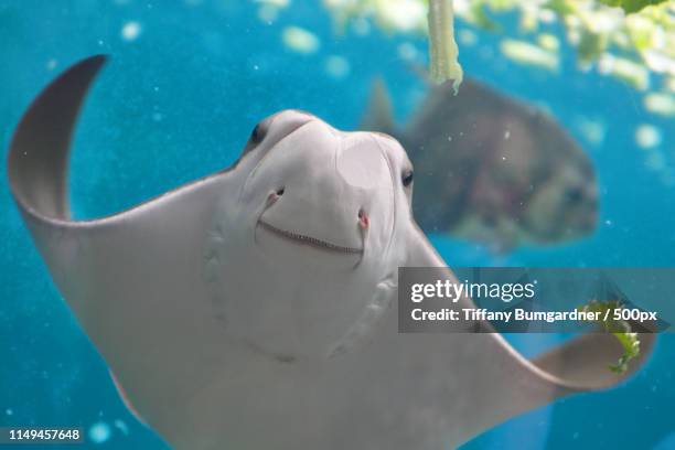 smiling stingray - stingray stockfoto's en -beelden