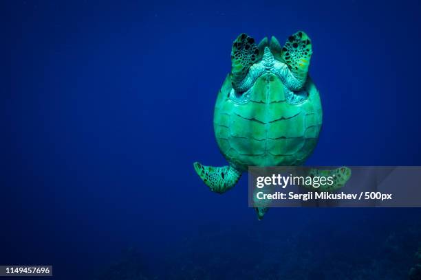 turtle - flosse stock-fotos und bilder