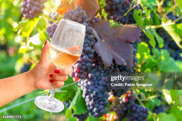 woman holding wine glass on vine grape in champagne vineyards background at montagne de reims - エペルネ ストックフォトと画像