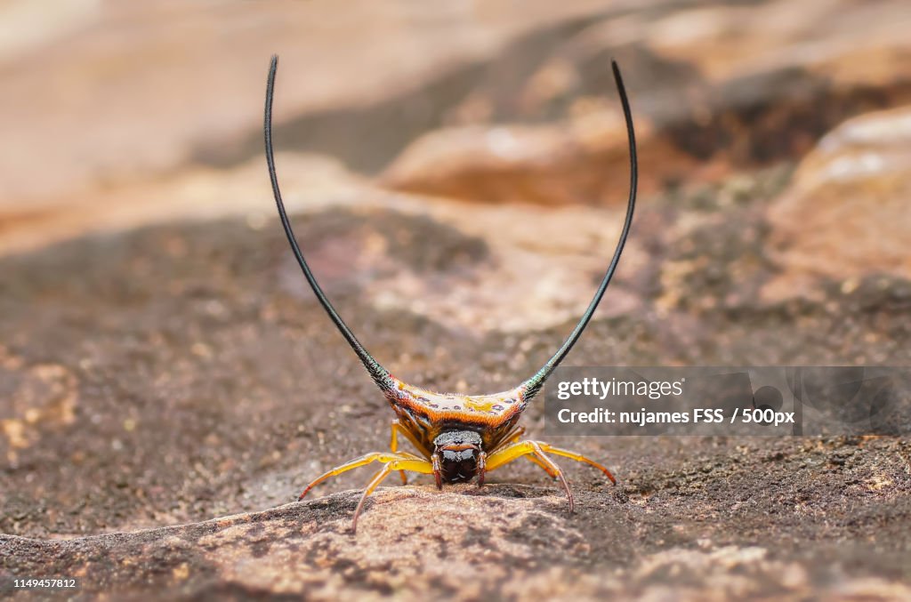 Curved Spiny Spider Yellow Color
