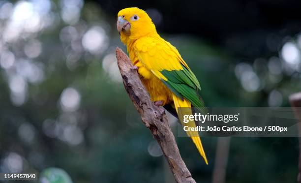 ararajuba - ararajuba stockfoto's en -beelden