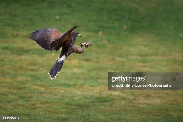 harris hawk - harris hawk stock pictures, royalty-free photos & images