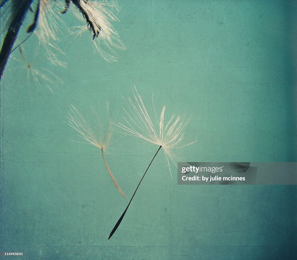 Two dandelion seeds falling