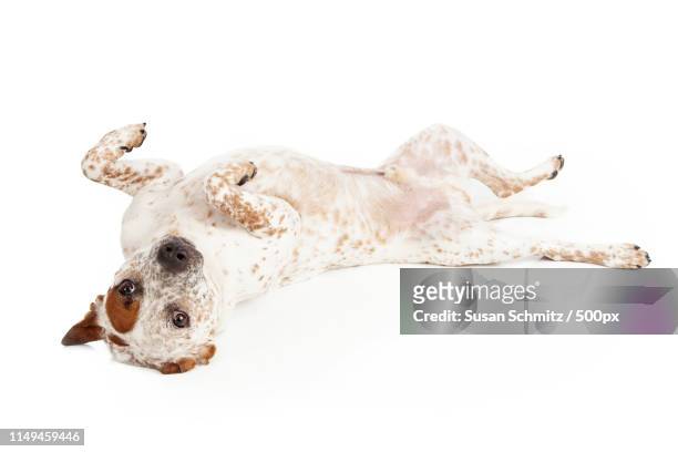 queensland heeler dog laying on back - australian cattle dog 個照片及圖片檔