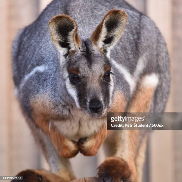 yellow-footed rock-wallaby (petrogale xanthopus) - wallaby stock pictures, royalty-free photos & images
