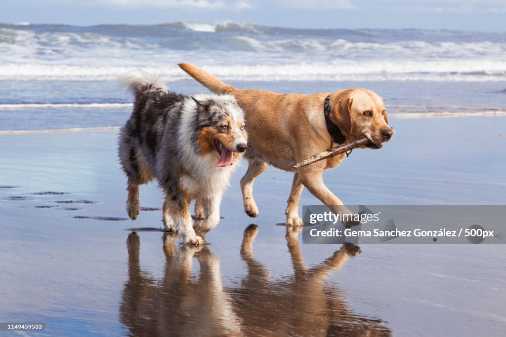 Two Dogs In The Beach
