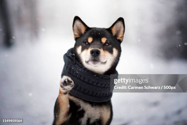 hello winter - shiba inu winter stock pictures, royalty-free photos & images