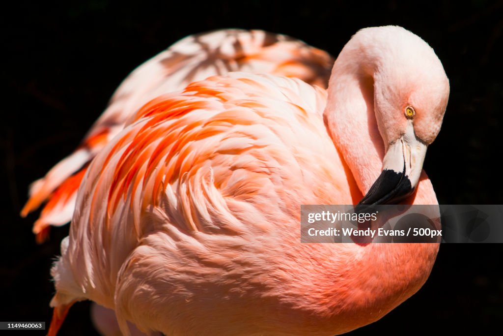 Pink Flamingo