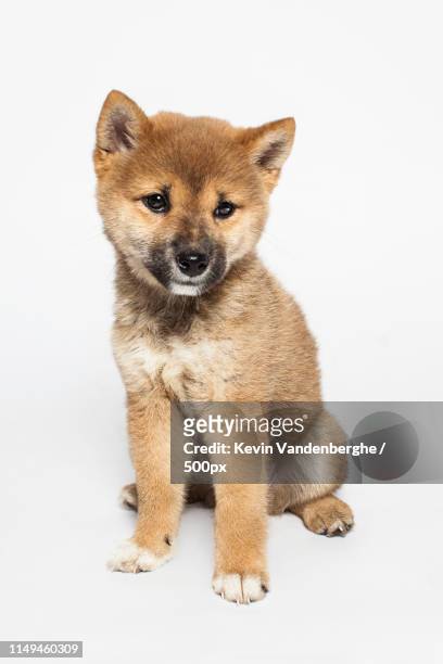 1 127点の柴犬 子犬のストックフォト Getty Images
