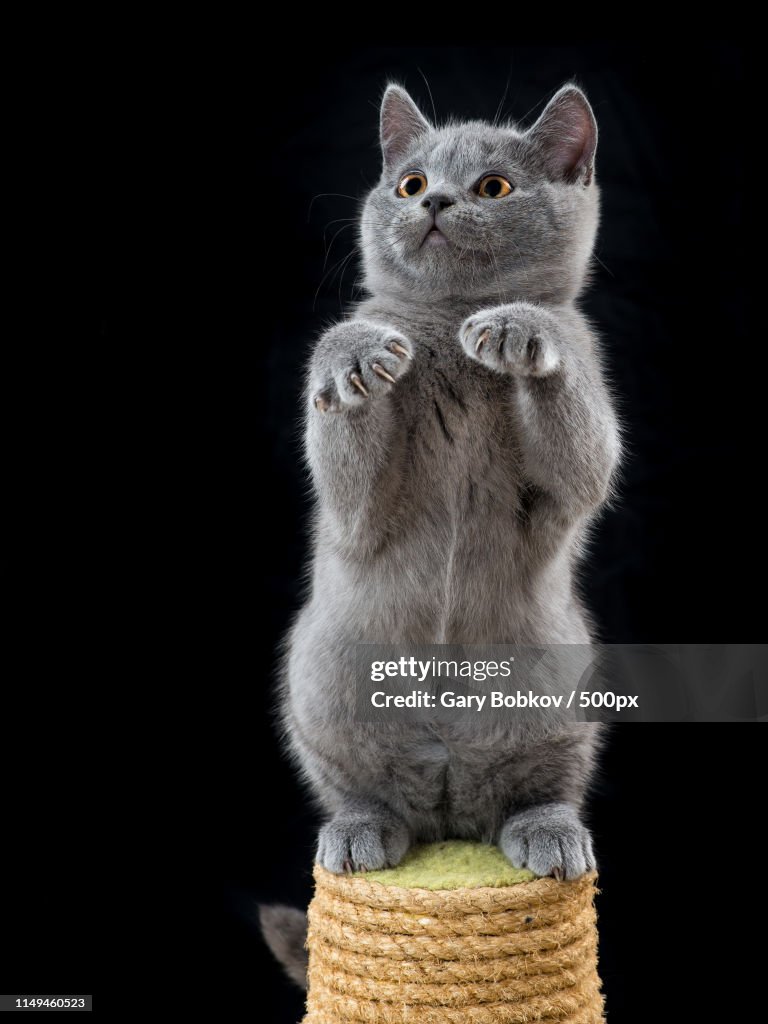 Beautiful Kitten Standing On A Scratching Post