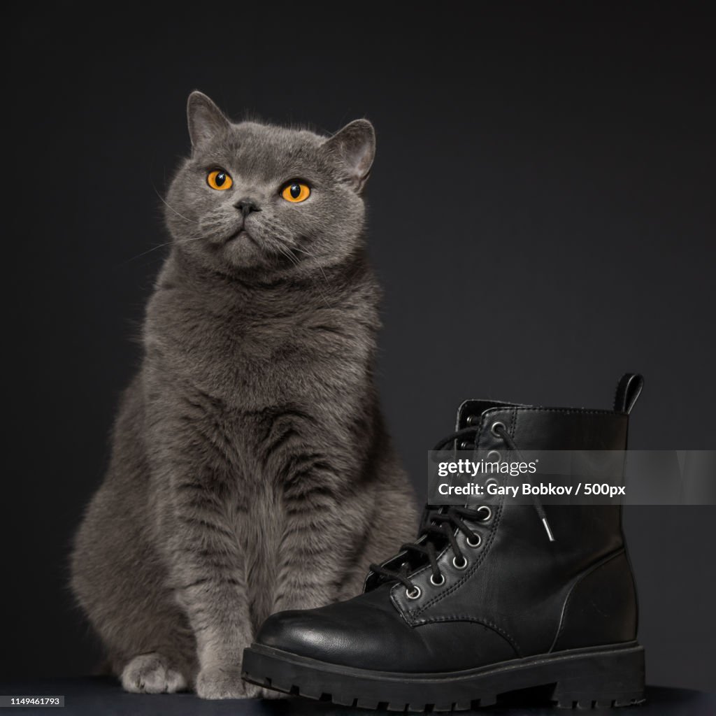 Puss-N-Boot