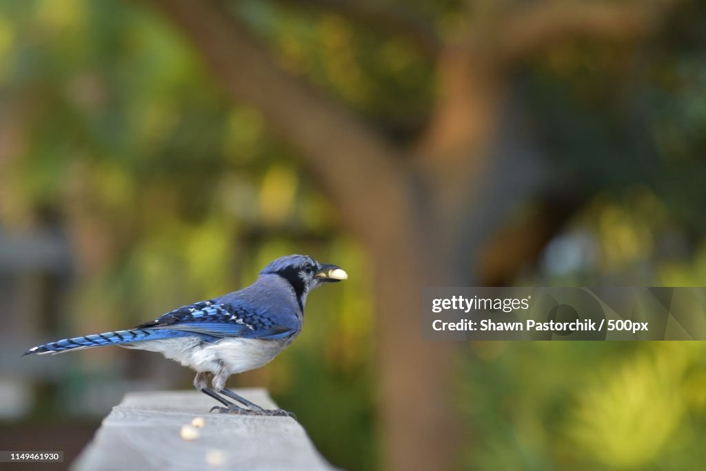 Bluejay With Peanuts