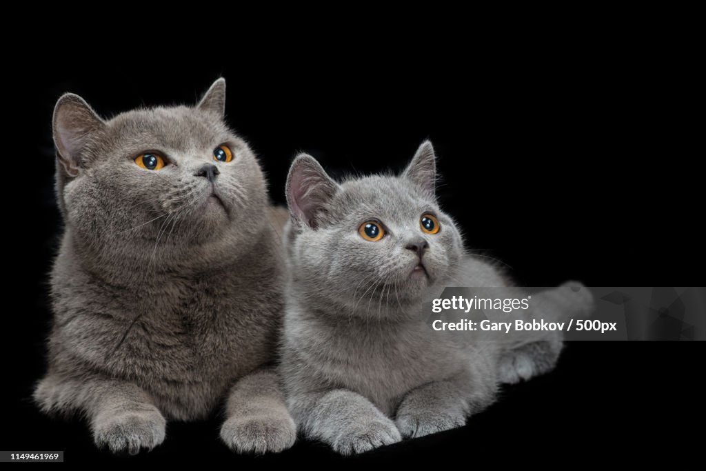 A Cat And Her Kitten