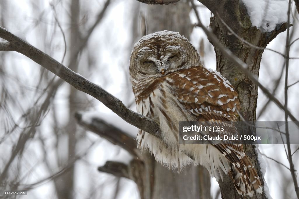 Chouette Rayée, Strix Varia, Barred Owl