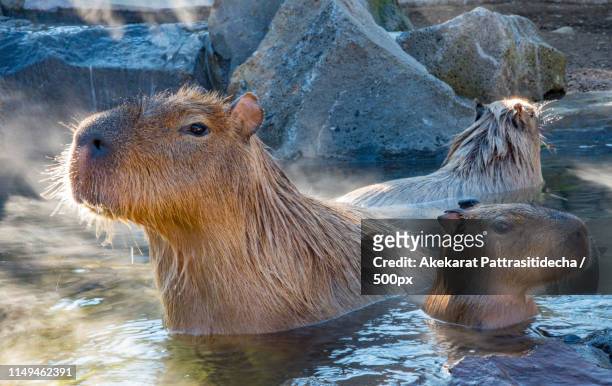 capybara in hot spring - capybara ストックフォトと画像