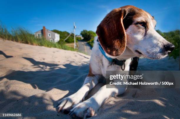 ziggy - dennis stockfoto's en -beelden