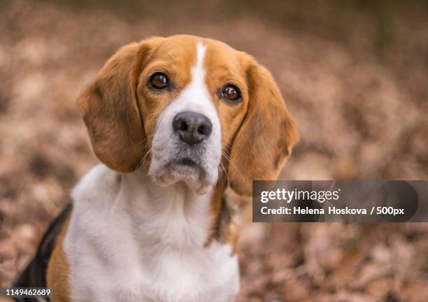 beagle - beagle stock pictures, royalty-free photos & images