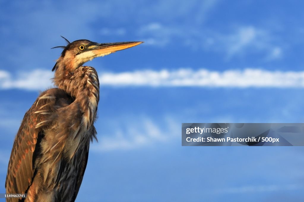 Great Blue Heron Waiting For A Free Meal