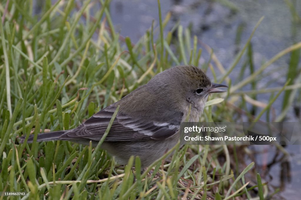 Little Female Pine Warbler By Swamp Edge