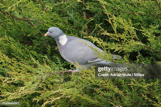 wood pigeon in leylandii - leylandii stock pictures, royalty-free photos & images