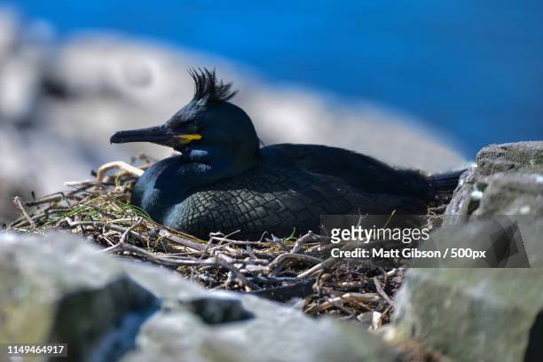 stunning nesting shag cormorant birds phalacrocorax aristotelis - kailua beach imagens e fotografias de stock