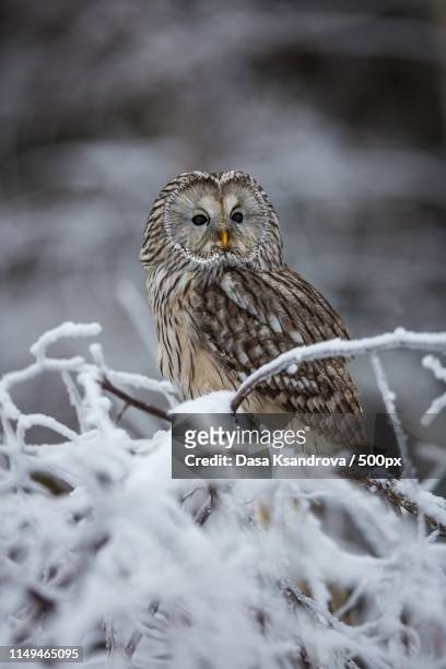 snow-white - ural owl stock pictures, royalty-free photos & images