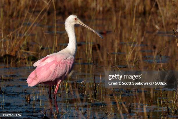 62 Spoonbill Fish Stock Photos, High-Res Pictures, and Images - Getty