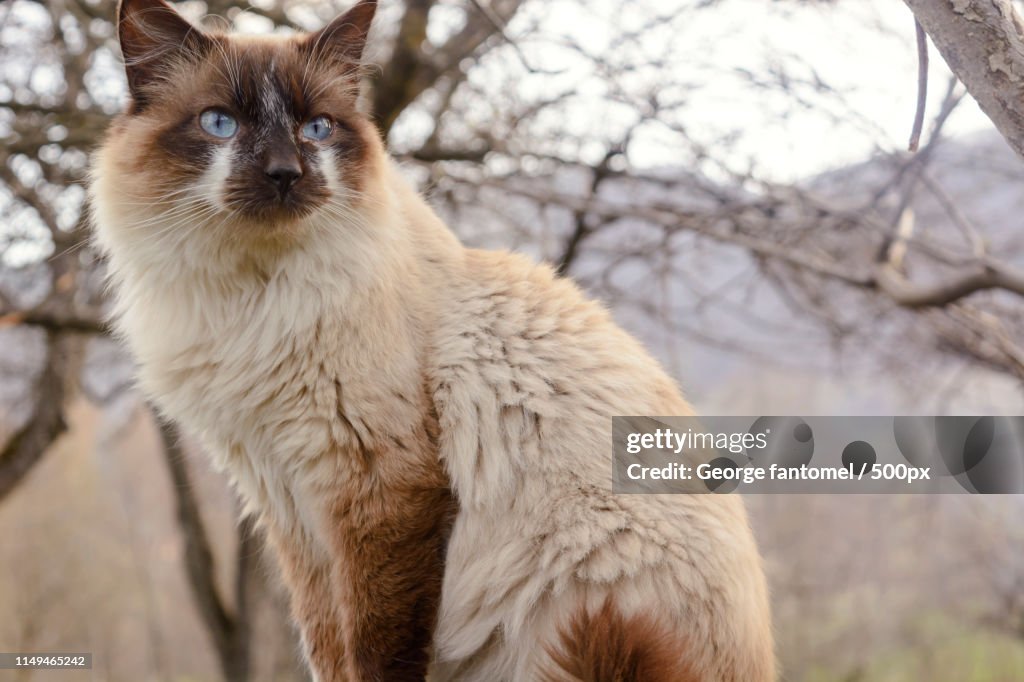 Burmese Cat