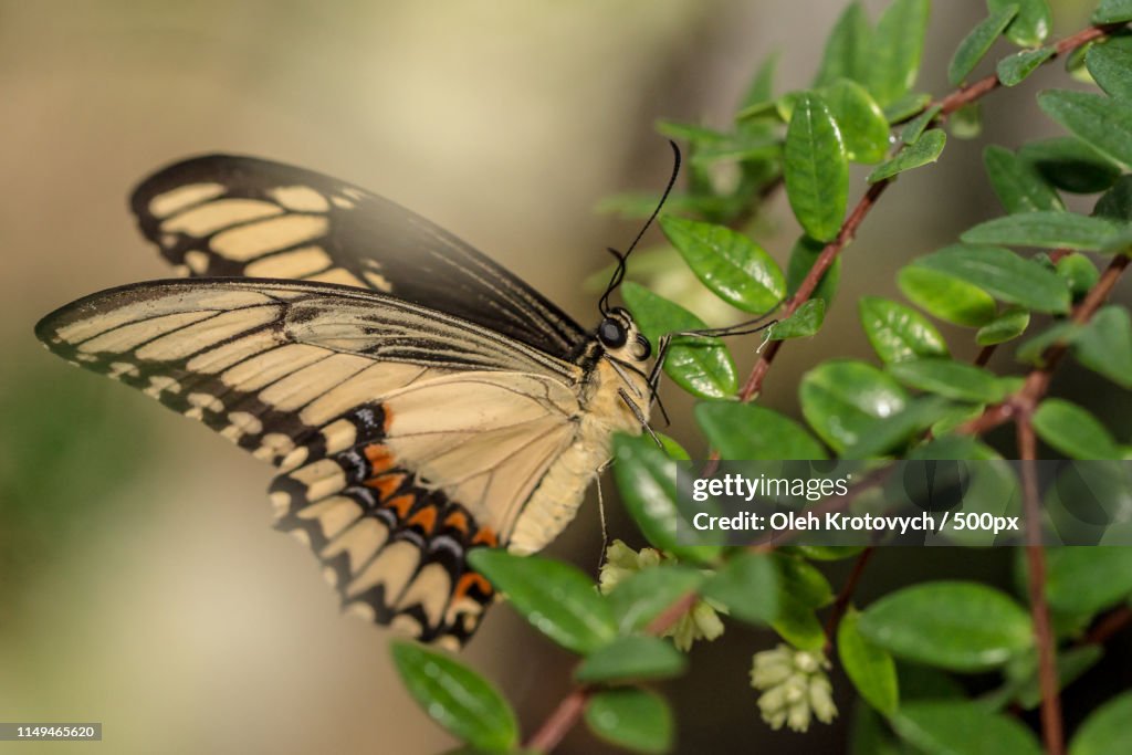 The Giant Swallowtail