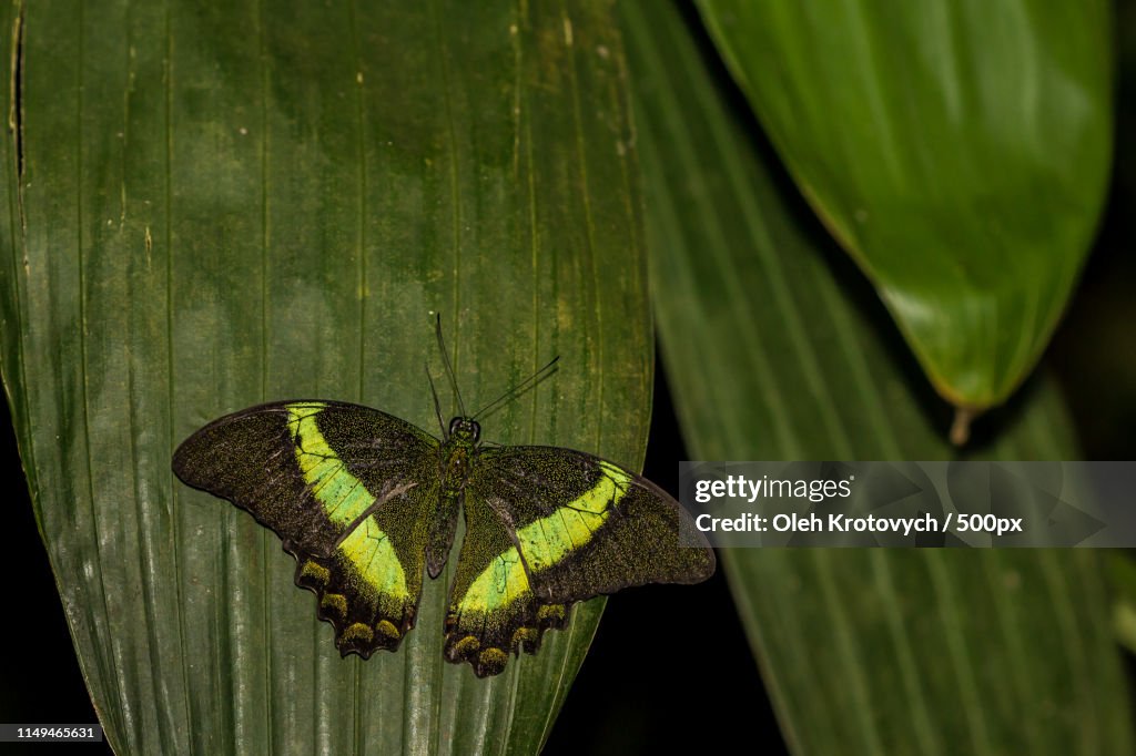 The Emerald Swallowtail