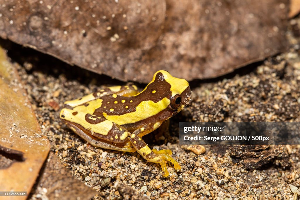 Hourglass Tree Frog