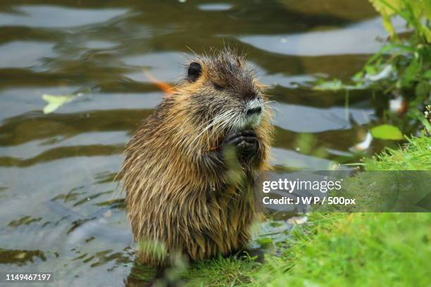 beaver - castor fotografías e imágenes de stock