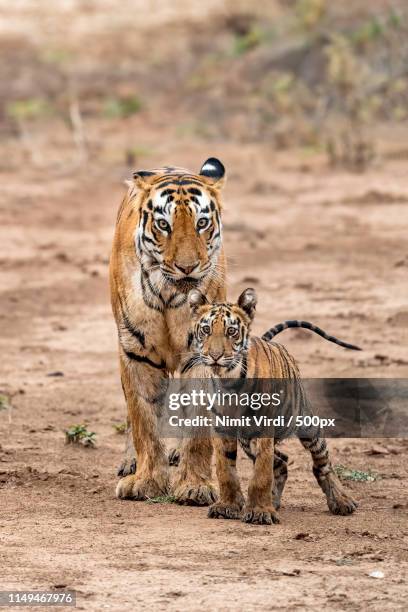 mum & me - tigers - tiger cub stock-fotos und bilder