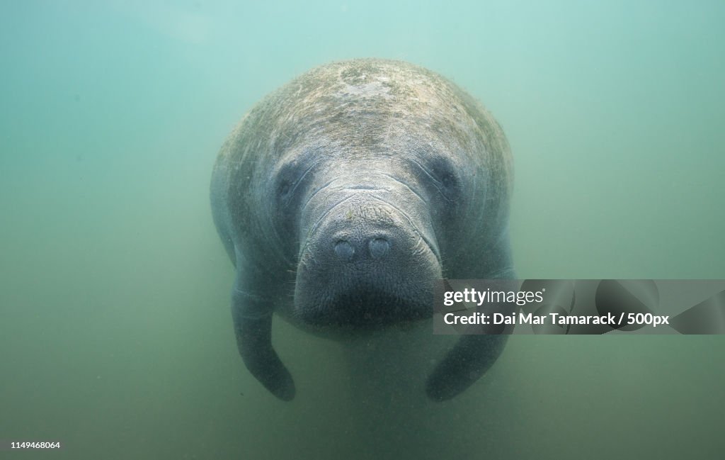 Manatee Looking Right At The Camera
