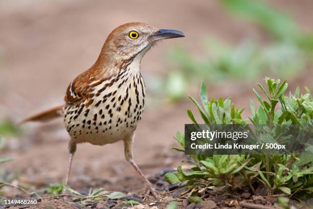 brown thrasher - sichelspötter stock-fotos und bilder