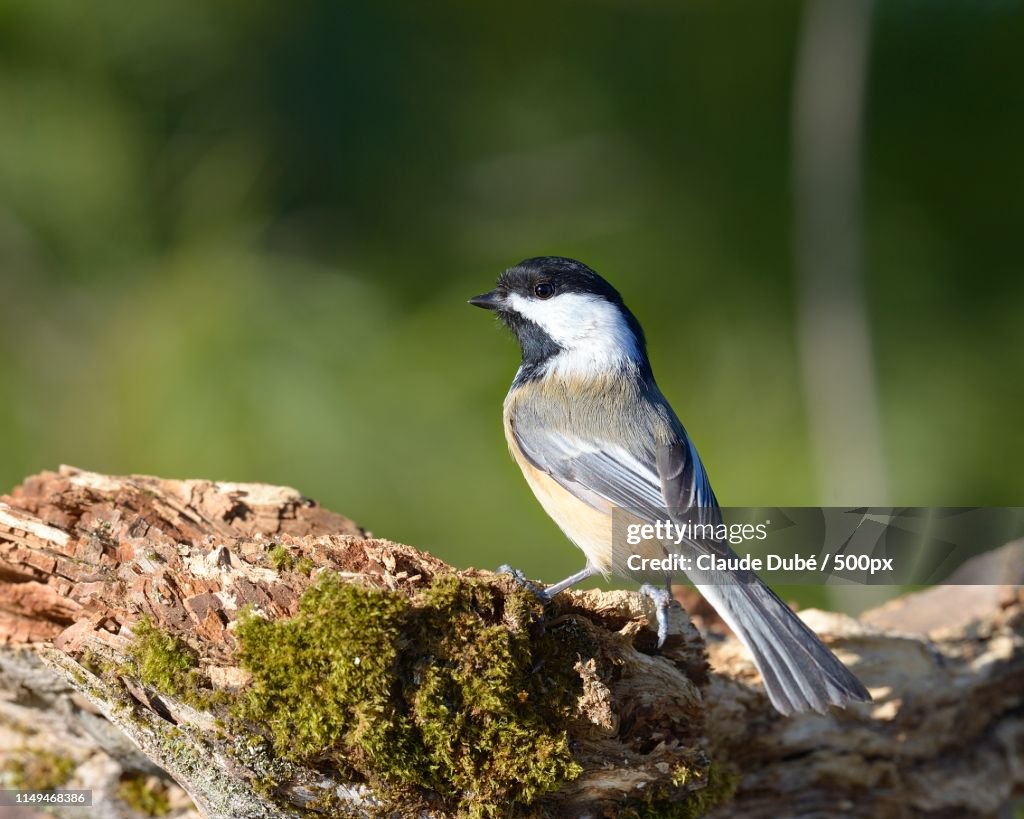 Mésange À Tête Noire Poecile Atricapillus Black Capped Chickadee