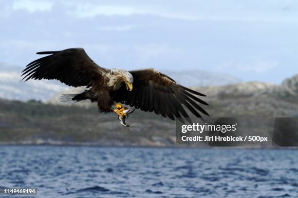 Sea Eagles Hunt, Stockfoto