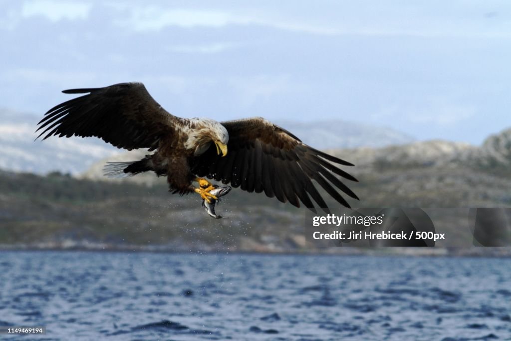 Sea Eagles Hunt
