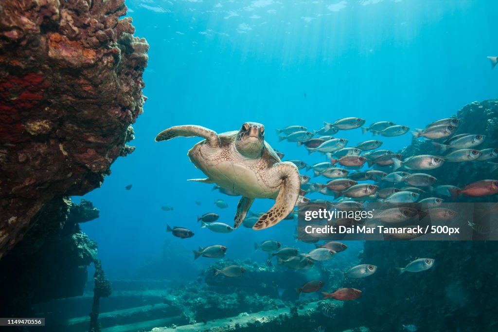 Sea Turtle Swimming With Sun Rays, Schools Of Fish, And Coral Reef