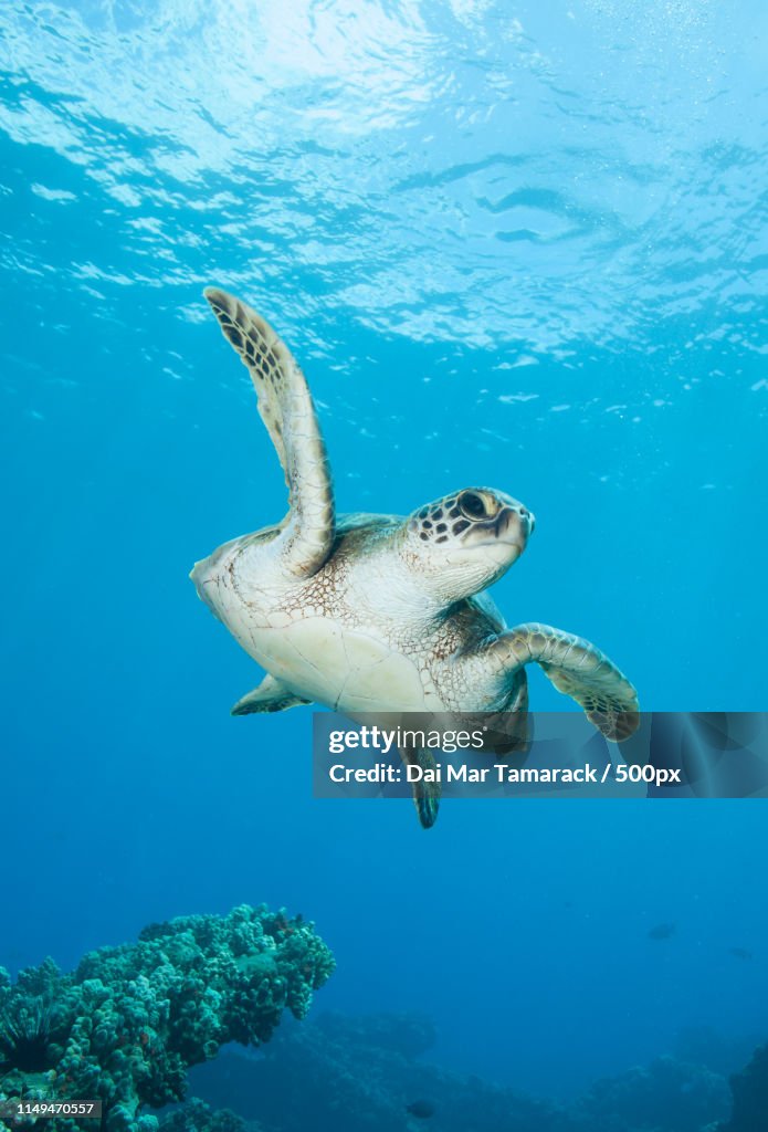 Sea Turtle Swimming Close By