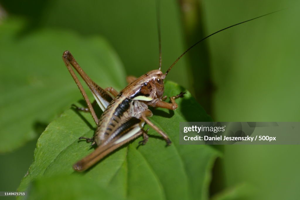 Grasshopper