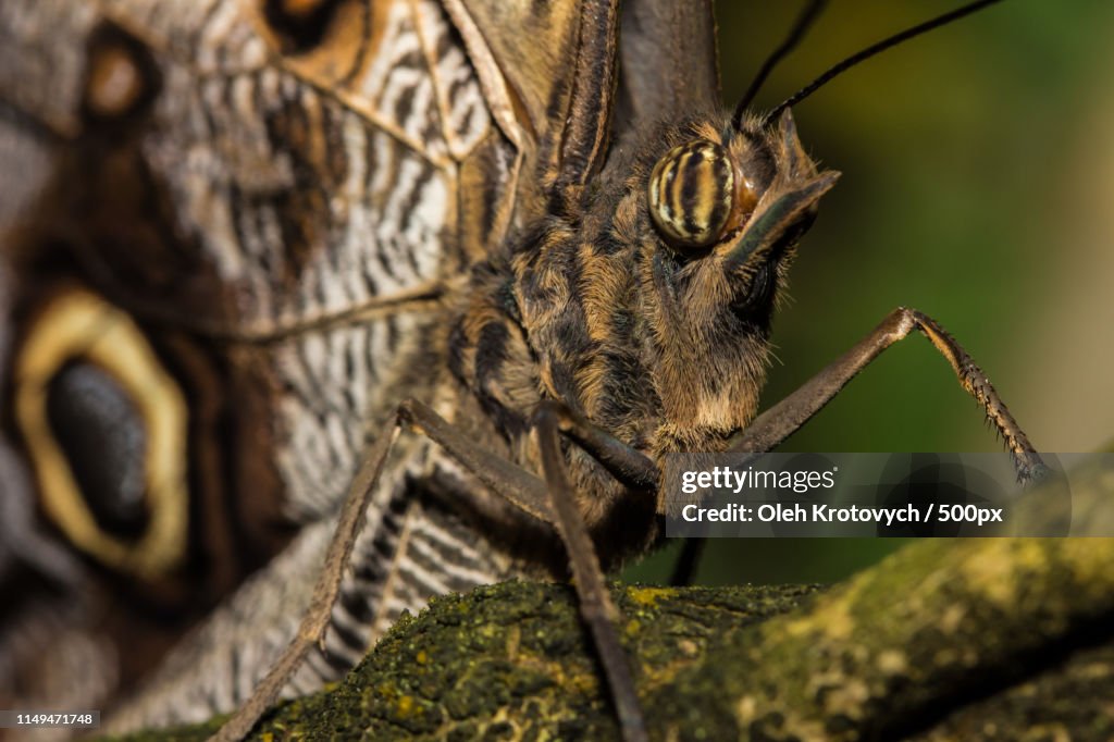 Close Look At The Pale Owl Butterfly